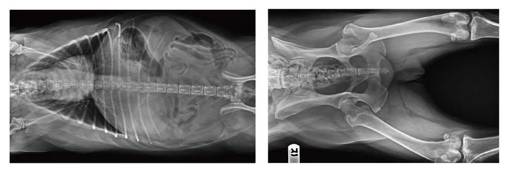 宠物x射线机临床图像