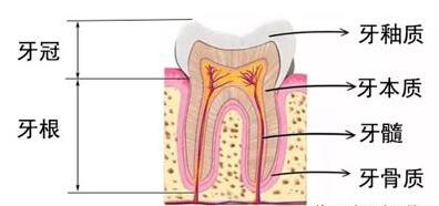 牙齿结构