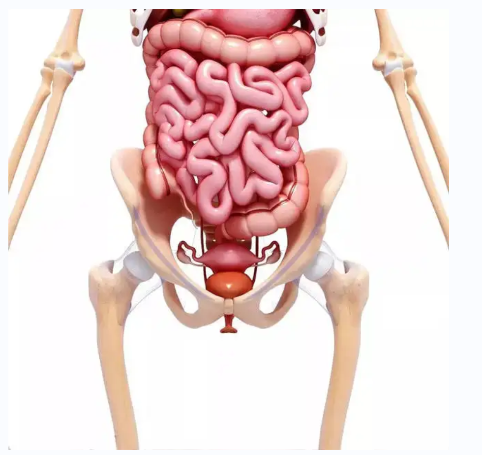 【医疗科普】：骨盆保护