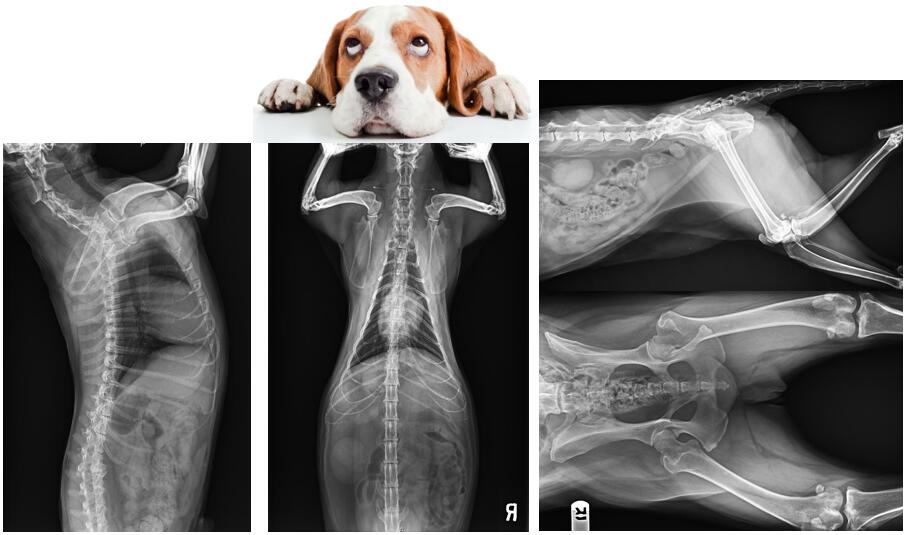 宠物x射线机影像